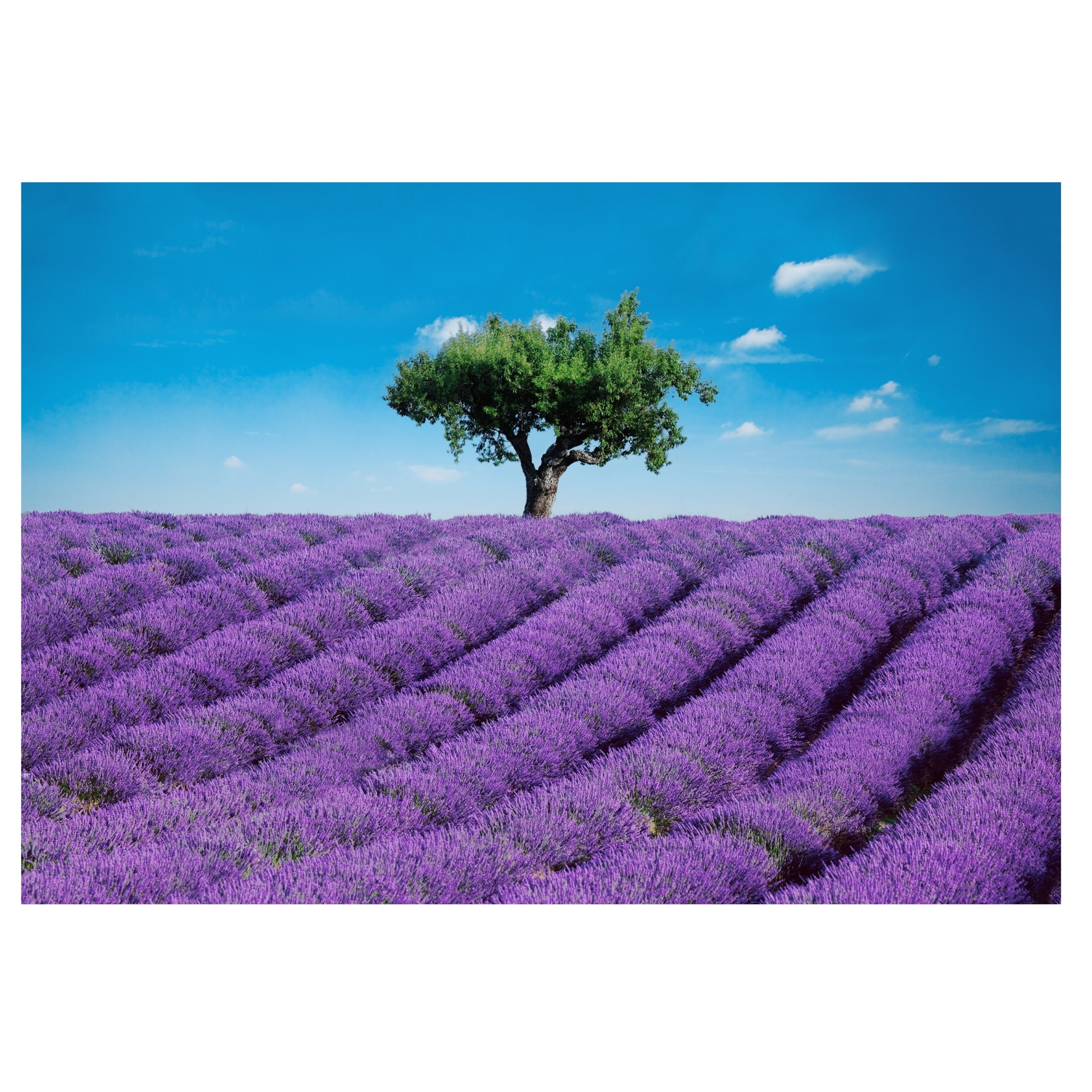 Fototapet , Categoria Deluxe , Gama Wall Murals , 8 piese , dimensiuni 366x254 cm , 00144