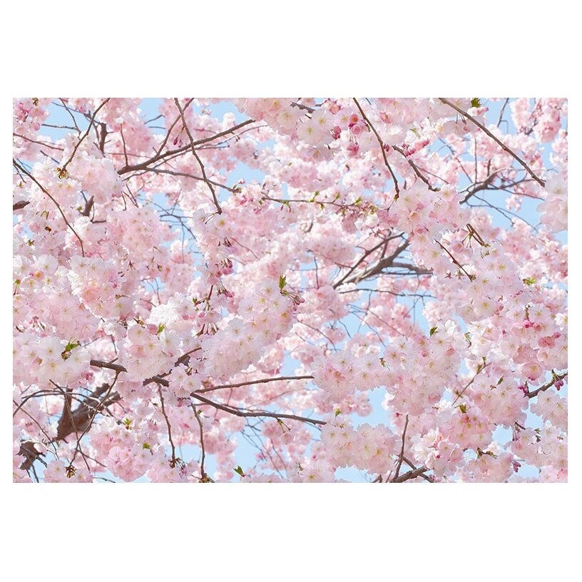 Fototapet , Categoria Deluxe , Gama Wall Murals , 8 piese , dimensiuni 366x254 cm , 00155