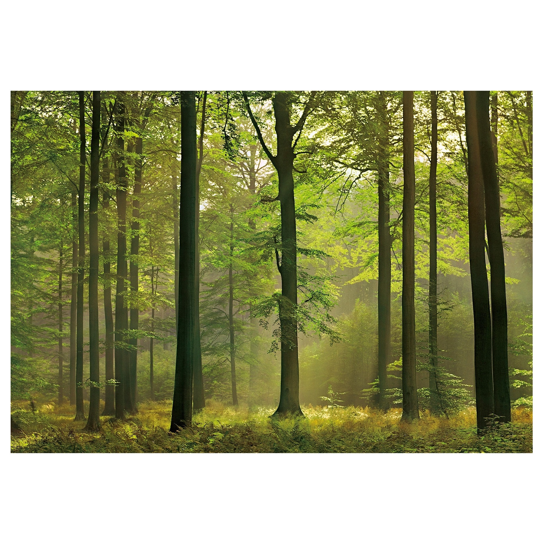 Fototapet , Categoria Deluxe , Gama Wall Murals , 8 piese , dimensiuni 366x254 cm , 00216