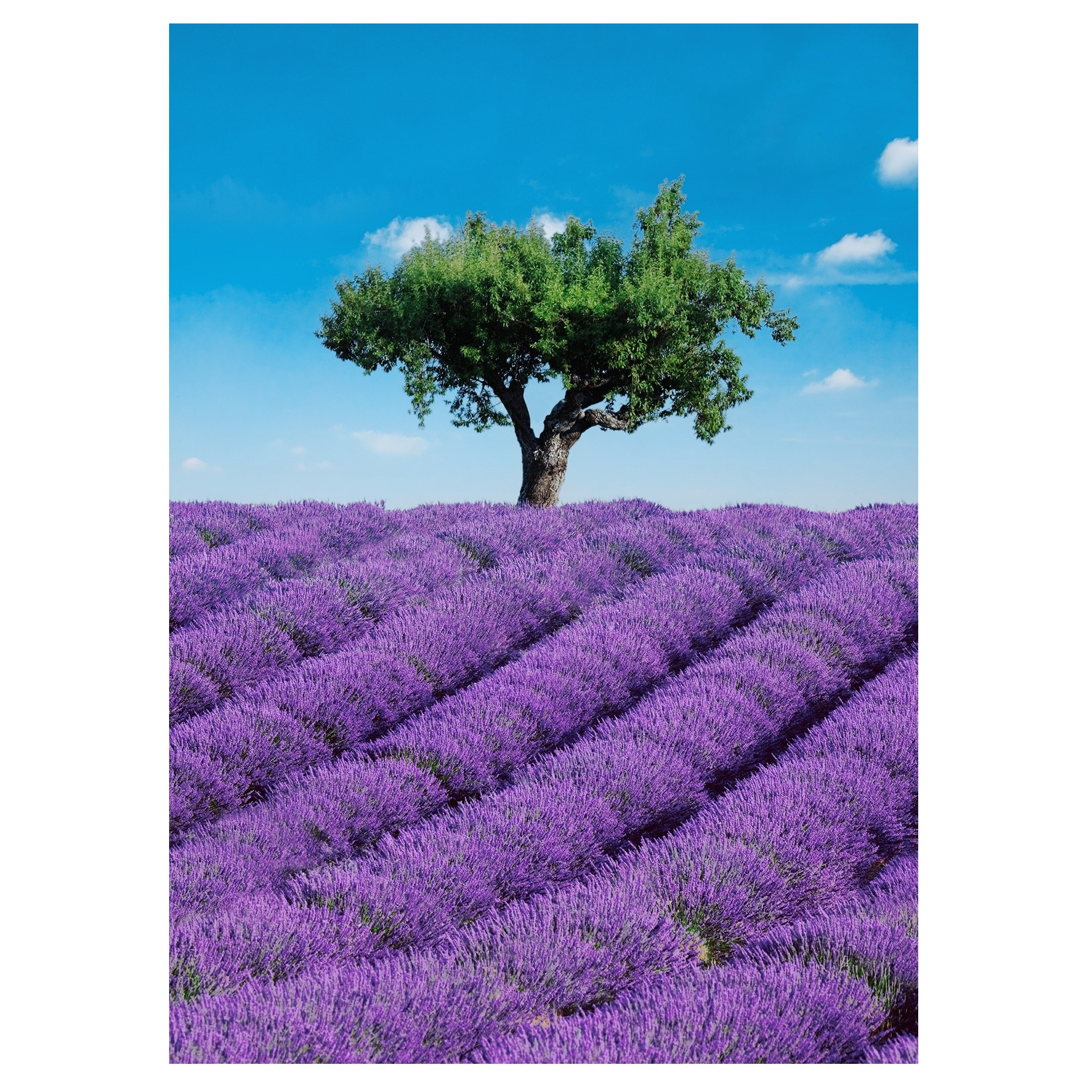 Fototapet , Categoria Deluxe , Gama Wall Murals , 4 piese , dimensiuni 183x254 cm , 00309