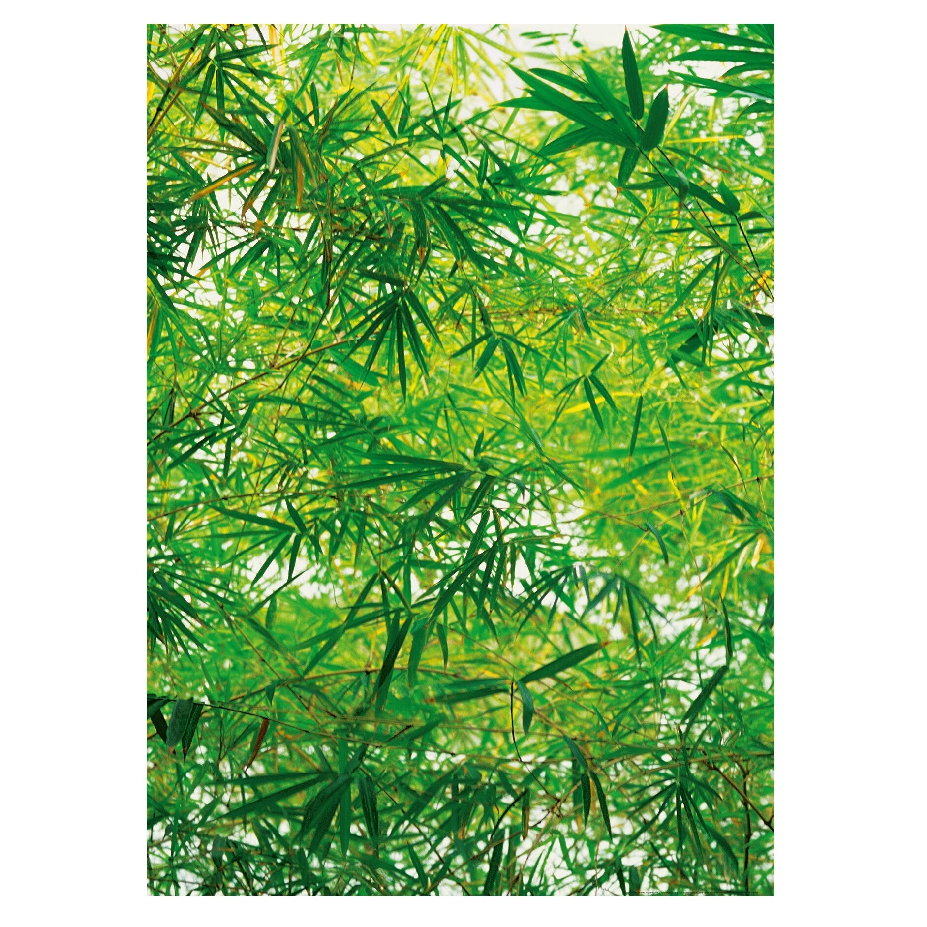 Fototapet , Categoria Deluxe , Gama Wall Murals , 4 piese , dimensiuni 183x254 cm , 00372