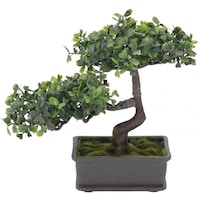 bonsai leroy merlin