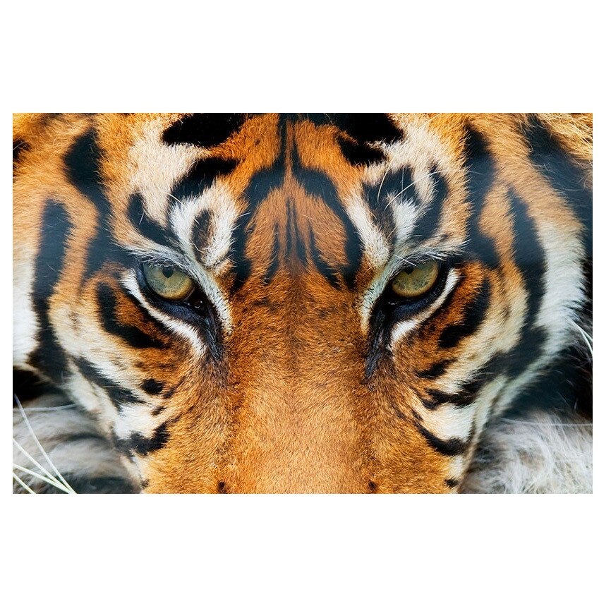 Fototapet , Categoria Deluxe , Gama Giant Art , dimensiuni 175x115 cm , 00608