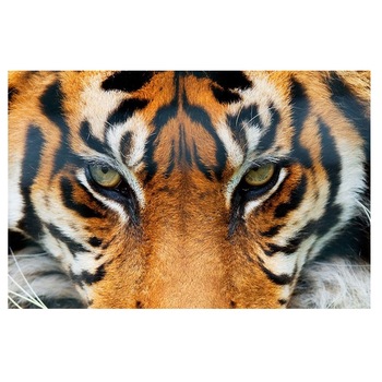 Fototapet , Categoria Deluxe , Gama Giant Art , dimensiuni 175x115 cm , 00608 Fototapet , Categoria Deluxe , Gama Giant Art , dimensiuni 175x115 cm , 00608