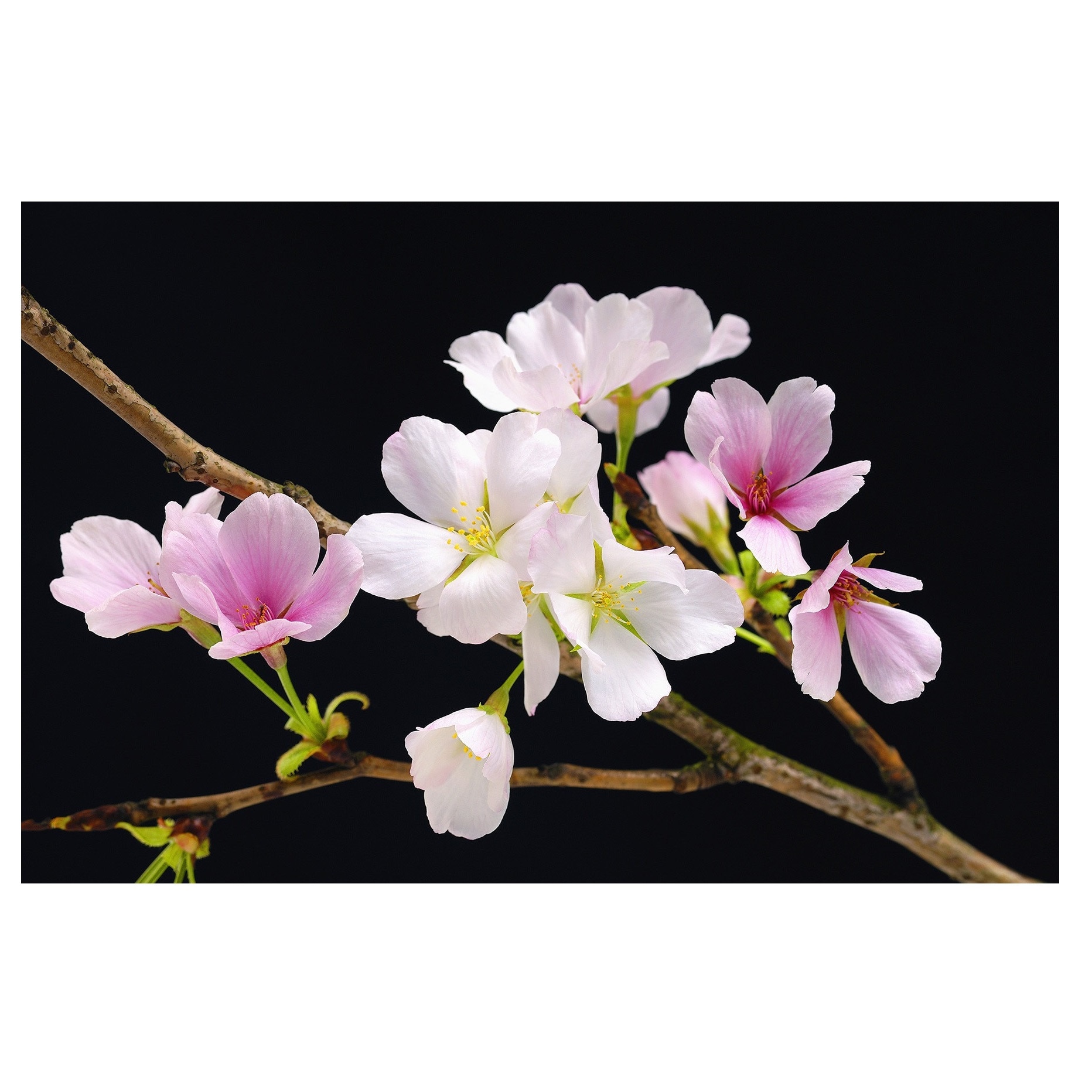Fototapet , Categoria Deluxe , Gama Giant Art , dimensiuni 175x115 cm , 00627