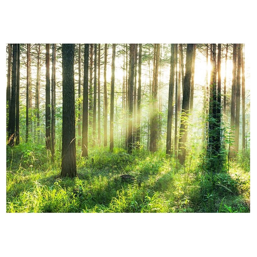 Fototapet , Categoria Deluxe , Gama Wall Murals , 8 piese , non woven , dimensiuni 366x254 cm , 00964