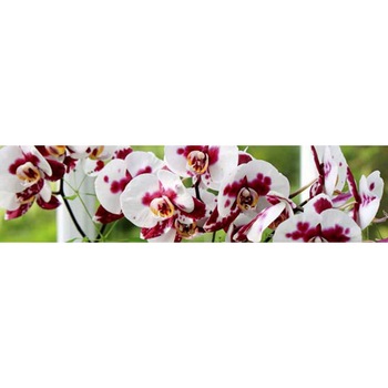 Panou decorativ DEGRETS 91047 Orhidee salbatica 61 cm x 2.44 m x 3 mm Panou decorativ DEGRETS 91047 Orhidee salbatica 61 cm x 2.44 m x 3 mm