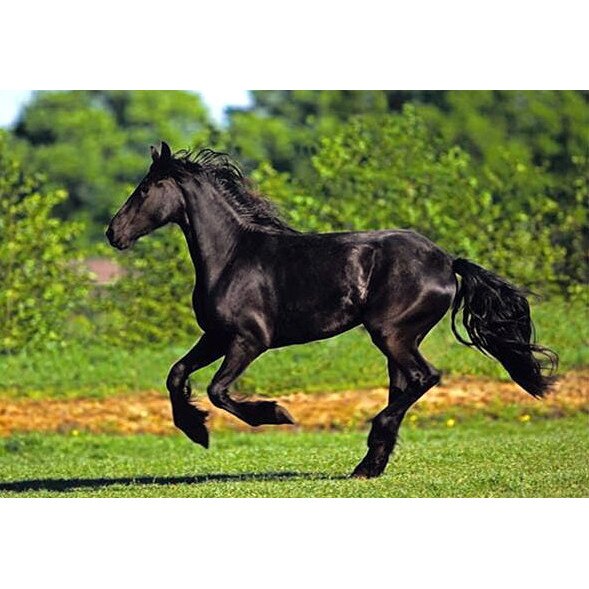 Puzzle Anatolian - Friesian Galloping, 500 piese (3569)