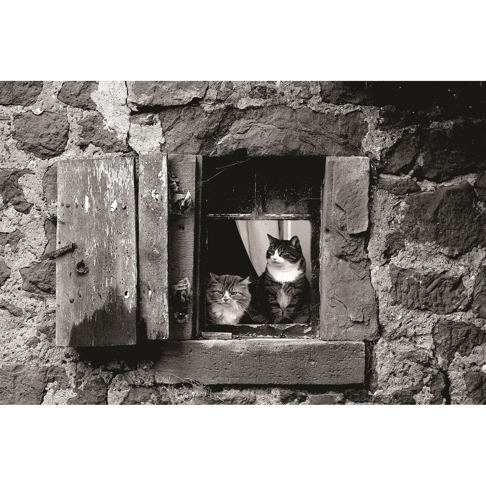 Fototapet Pisicute la fereastra, 180 x 120 cm