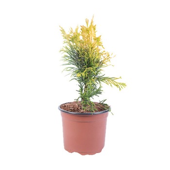 Tuia - Thuja Plicata 4Ever Goldy 30 - 40 cm Tuia - Thuja Plicata 4Ever Goldy 30 - 40 cm