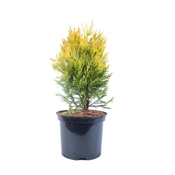Tuia - Thuja Plicata 4Ever Goldy 40 - 60 cm Tuia - Thuja Plicata 4Ever Goldy 40 - 60 cm