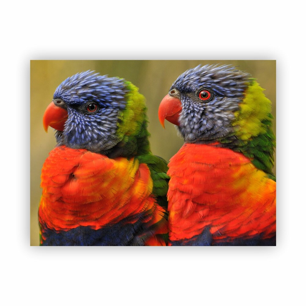 Tablou Canvas Papagali - 80 x 60 cm
