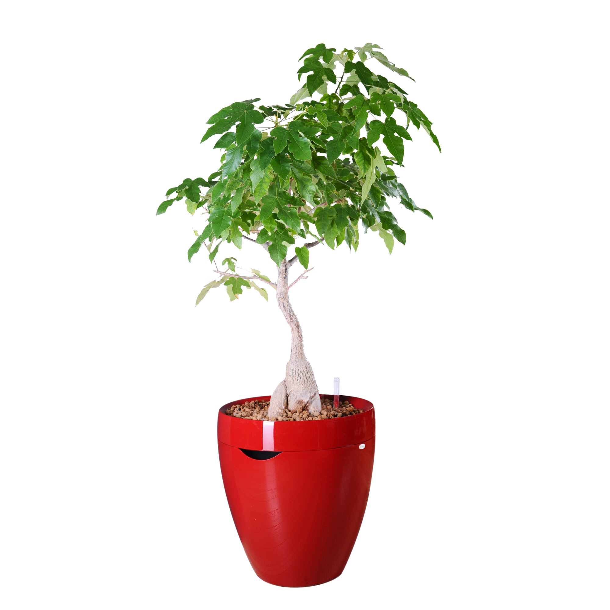 Ghiveci auto-udare CALIMERA 17 A1 Rosu