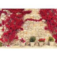 fototapet degrets 83777 perete cu flori rosii 1 184x254cm imagen 9_0_
0