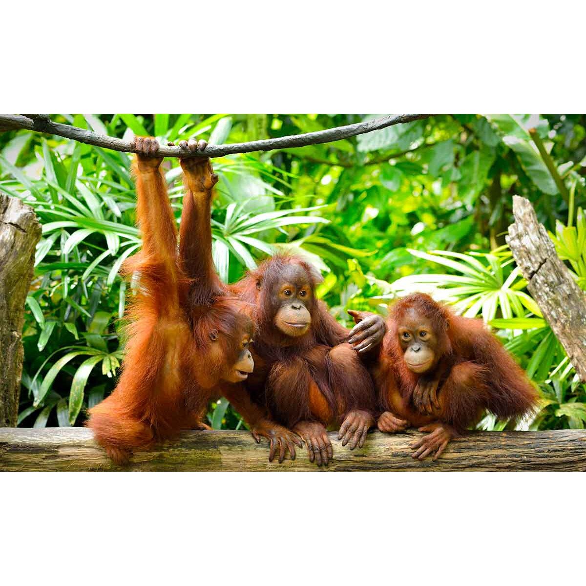 Fototapet DEGRETS 83796 Maimute 184x254cm