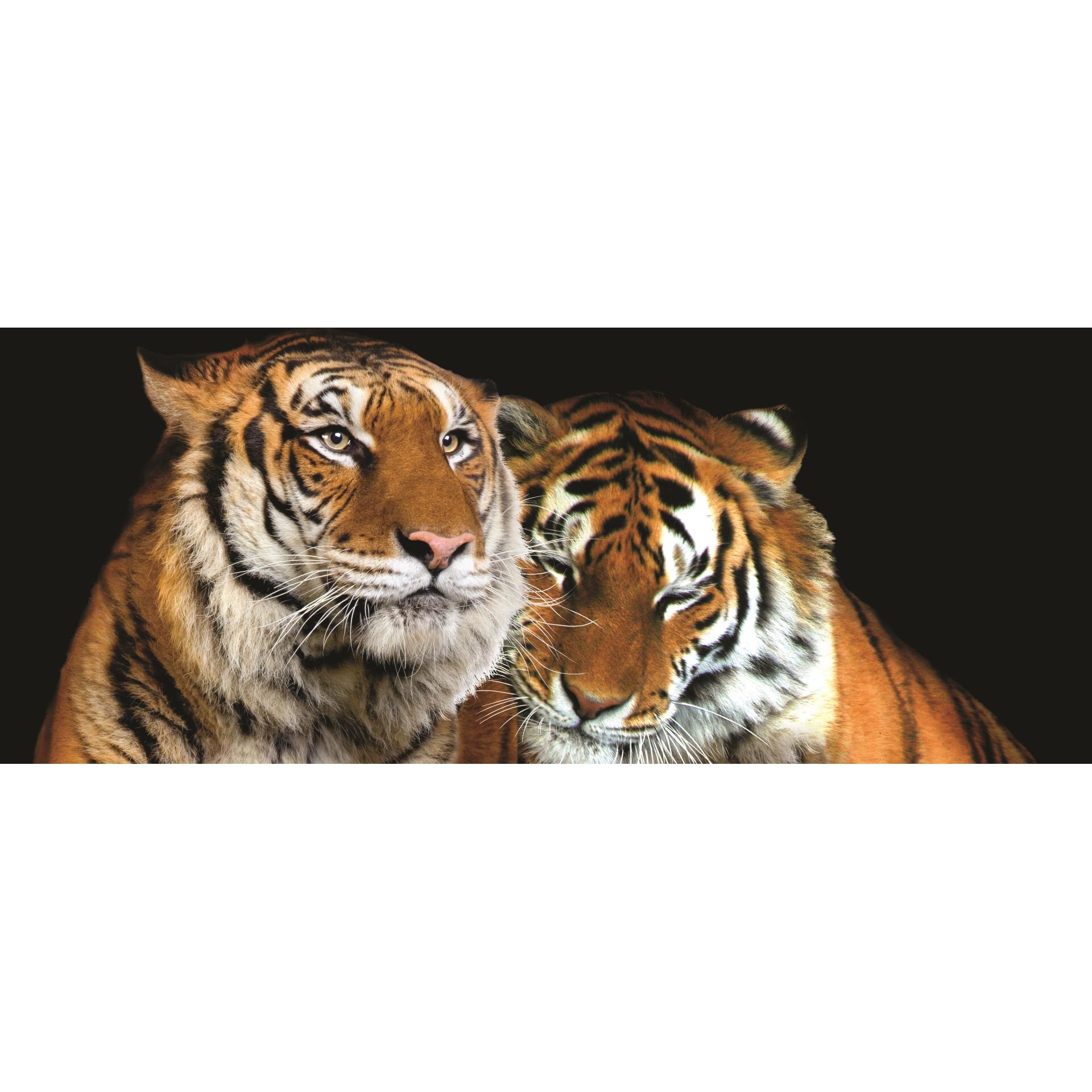 Fototapet DEGRETS 83807 Tigrii Vlies 104x250cm