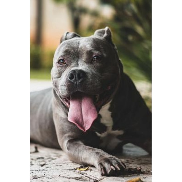 Happy Pit Bull Dog: 150 Page Lined 6 X 9 Notebook/Diary/Journal, Swigoh (Author)