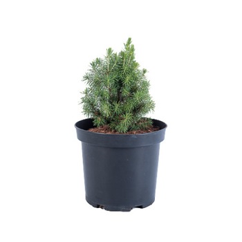 Molid - Picea Glauca Conica 20 - 30 cm Molid - Picea Glauca Conica 20 - 30 cm