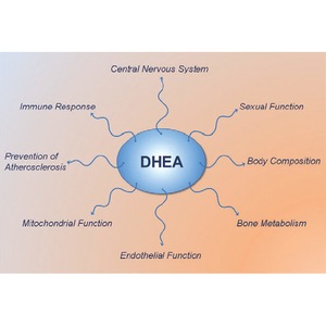 DHEA 50 mg 60 Capsule Beneficii DHEA: • Arde - apple-gsm.ro - V3Kjkk