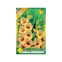 bulbi gladiole jester holland park 10 bucati imagen 40_0_
0