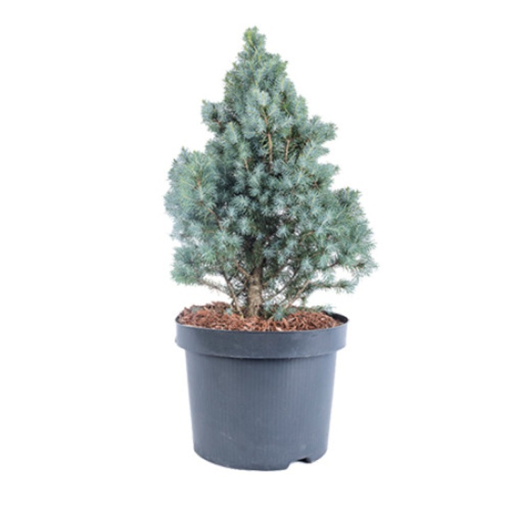 Molid - Picea Glauca Sanders Blue 30 - 40 cm