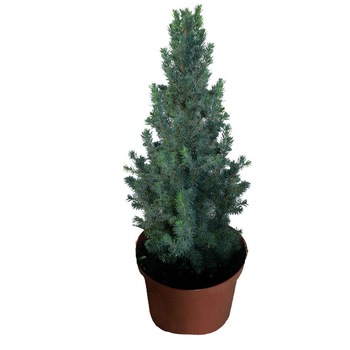 Molid - Picea Glauca Sanders Blue 30 - 40 cm Molid - Picea Glauca Sanders Blue 30 - 40 cm