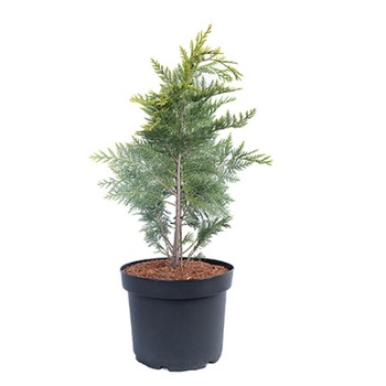 Chiparos - Chamaecyparis Lawsoniana Stardust 60 - 80 cm Chiparos - Chamaecyparis Lawsoniana Stardust 60 - 80 cm