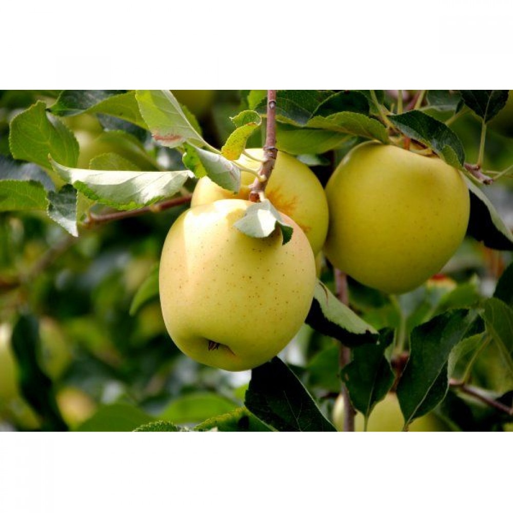 Сорт яблок Голден Делишес фото и описание