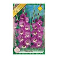 bulbi gladiole valencia holland park 10 bucati imagen 36_0_
0