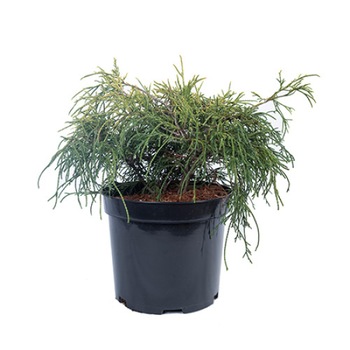 Chiparos - Chamaecyparis Pisifera Sungold 30-35 cm diametru Chiparos - Chamaecyparis Pisifera Sungold 30-35 cm diametru