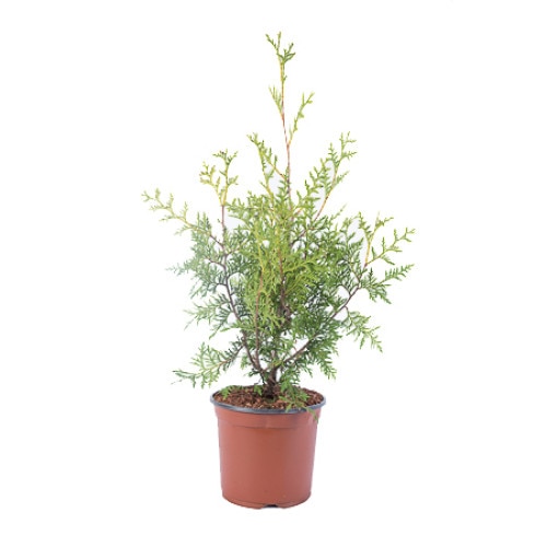 Tuia - Thuja Occidentalis Brabant 30-40 cm