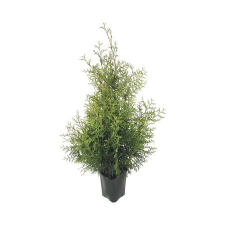 Tuia Thuja Occidentalis Brabant 40 60 Cm Emag Ro