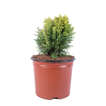 Tuia -Thuja Occidentalis Mirjam - diametru 15 - 25 cm Tuia -Thuja Occidentalis Mirjam - diametru 15 - 25 cm