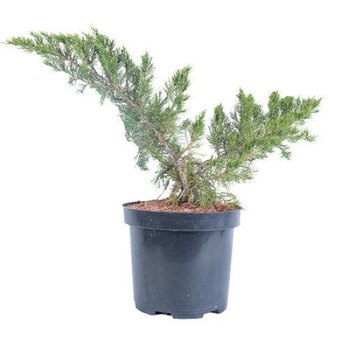 Ienupar - Juniperus x Media Mint Julep - diametru 60 - 70 cm