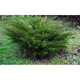 Ienupar - Juniperus x Media Mint Julep 70 - 80 cm