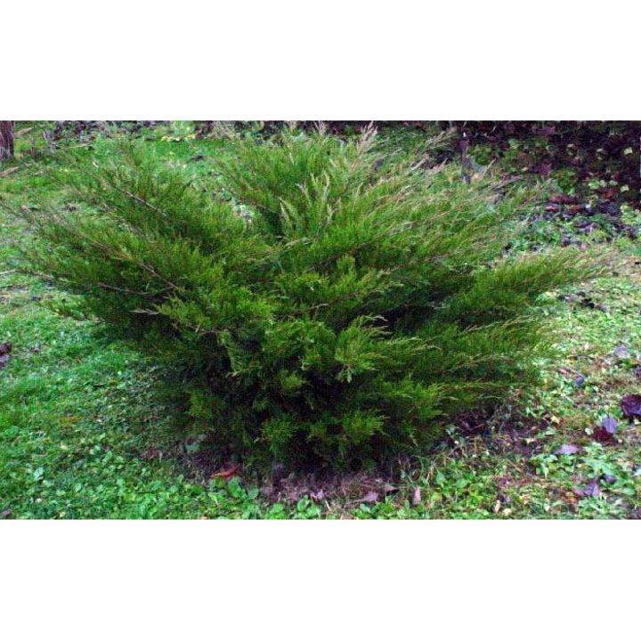 Ienupar - Juniperus x Media Mint Julep 70 - 80 cm