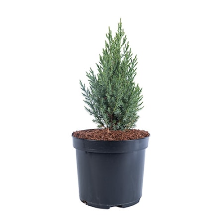 Ienupar Juniperus Chinensis Stricta 20 30 Cm Emag Ro