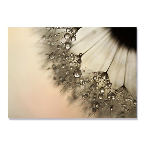 Tablou Canvas - Papadie, Flori, Vara, 90 x 120 cm
