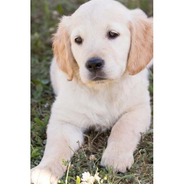 Golden Retriever Puppy Journal: 150 Page Lined Notebook/Diary, Cs Creations (Author)