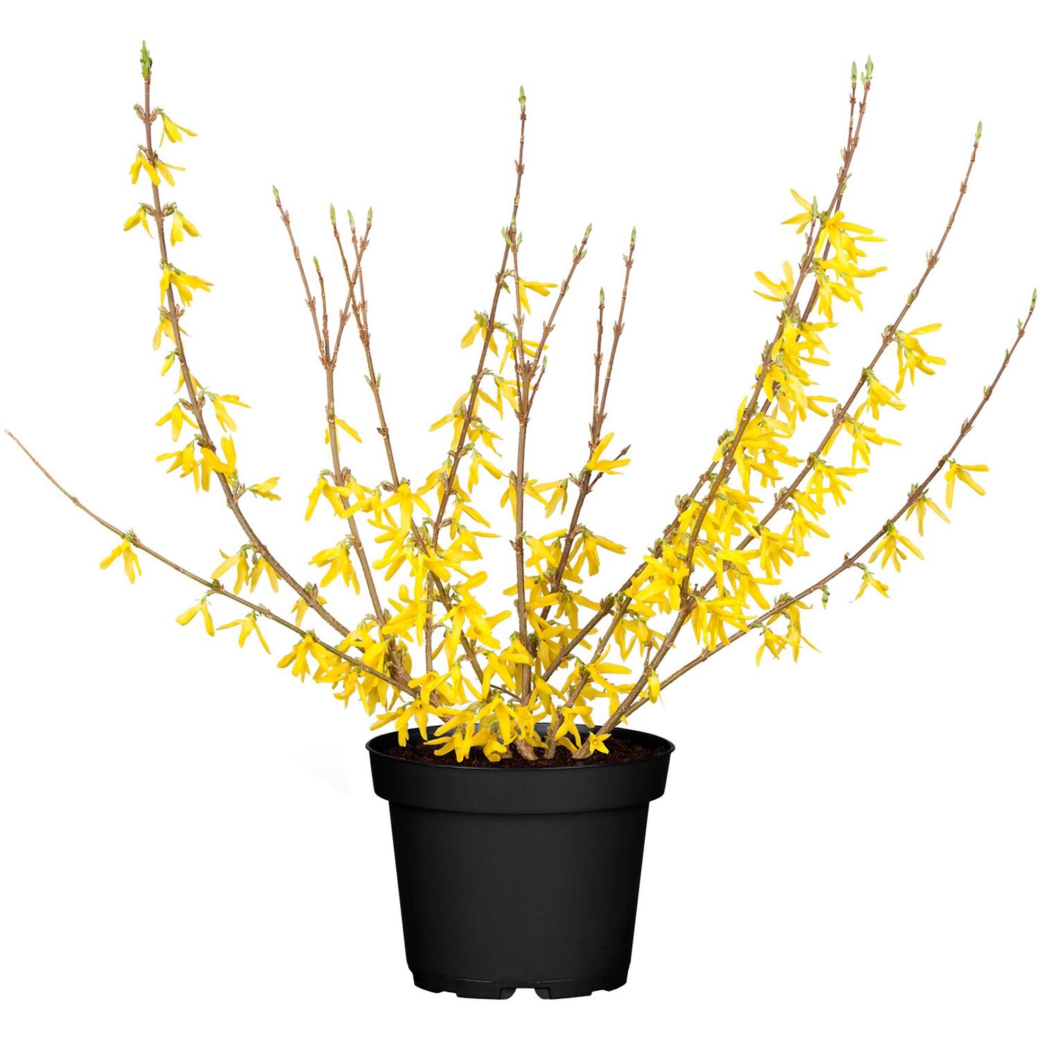 Forsitia - Copacul de aur - Forsythia weekend 60 - 80 cm