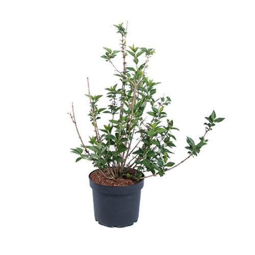 Fortisia - Forsythia x Intermedia Goldrausch 60 - 80 cm