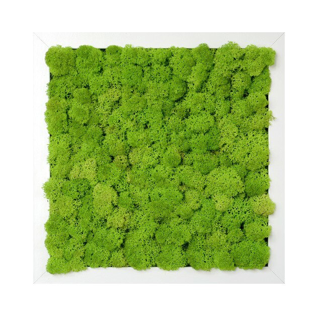 Tablou licheni urbani ARTFLORA Uni Green Apple, 25 x 25 cm, MDF Alb