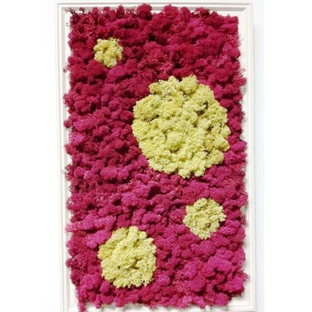 Tablou licheni naturali  Tablou licheni naturali