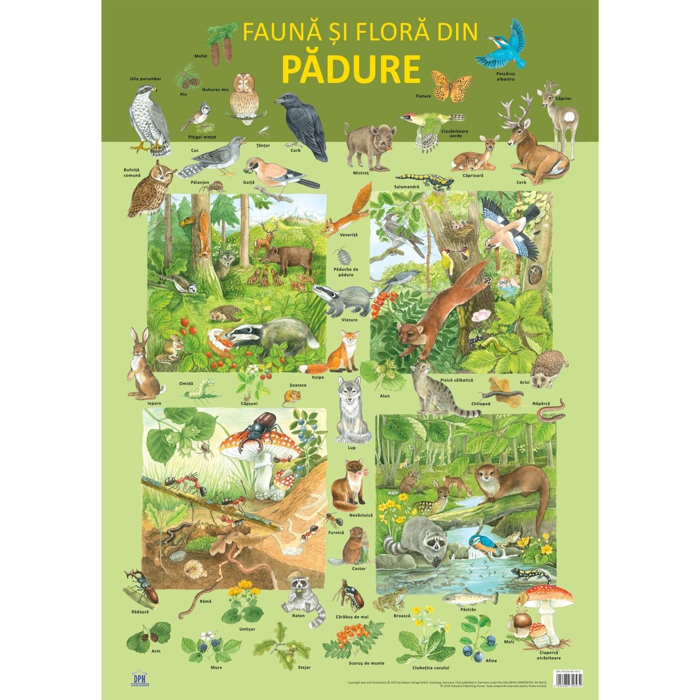 Plansa - Fauna si flora din padure - Nelson Verlag