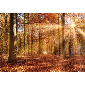 Fototapet , Colectia Komar Vol 15, Categoria Deluxe , 8 piese , dimensiuni 368x254 cm , 8-997 Fototapet , Colectia Komar Vol 15, Categoria Deluxe , 8 piese , dimensiuni 368x254 cm , 8-997