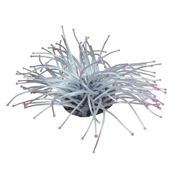 Decor acvariu anemona alb sidefie