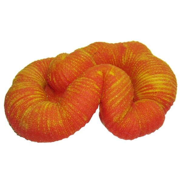 Decor acvariu Y39 Trachyphylia