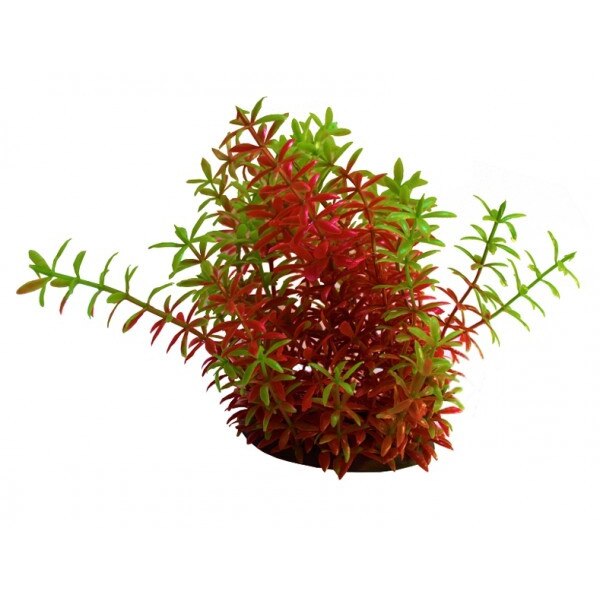 Planta artificiala acvariu Egeria rosu cu verde 18cm