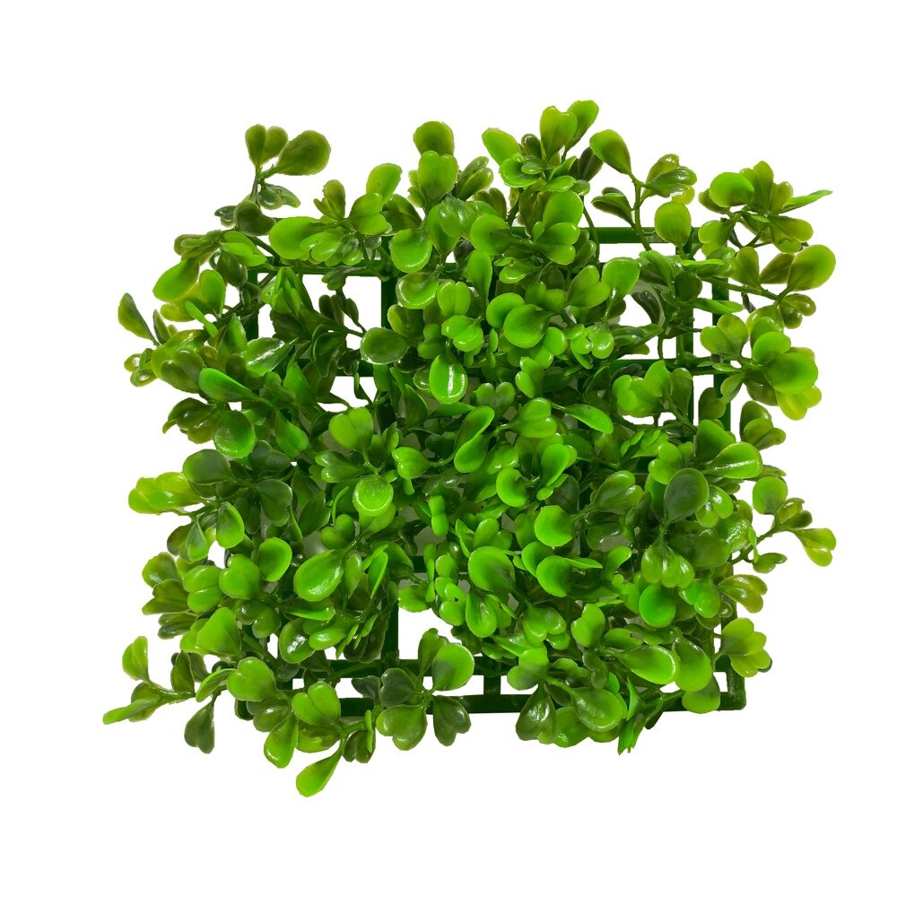 Planta covoras acvariu 15 X 15cm cod CP02