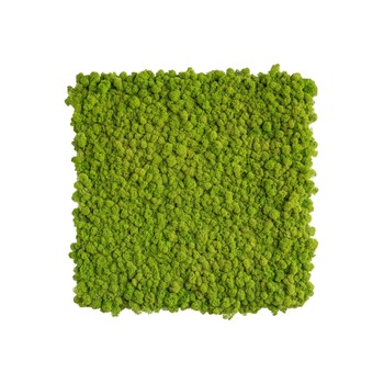 Tablou Licheni decorativi verde deschis, ArtaVerde, 53x63 Tablou Licheni decorativi verde deschis, ArtaVerde, 53x63